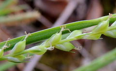 Carex laxiflora