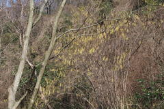 Stachyurus praecox