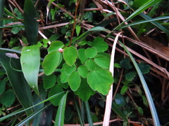 Thalictrum urbainii