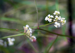 Platysace filiformis