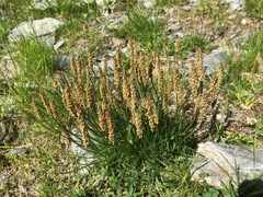 Plantago alpina
