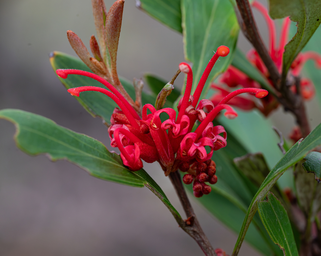 flame Grevillea