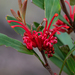 Grevillea dimorpha - Photo (c) Matt Tudor, μερικά δικαιώματα διατηρούνται (CC BY-NC), uploaded by Matt Tudor