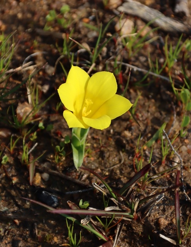 Grand Clockflower (Moraea kamiesensis)