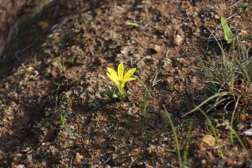 Image of Moraea kamiesensis by (c) Tony Rebelo, some rights reserved (CC BY-SA)