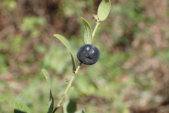 Phyllanthus reticulatus reticulatus