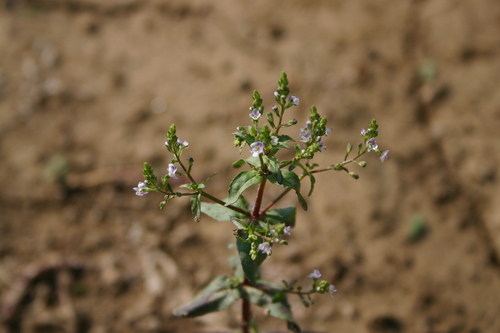 veronika drchničková (Veronica anagallis-aquatica)