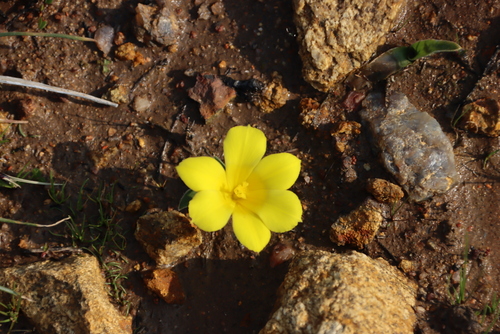 Image of Moraea kamiesensis by (c) Tony Rebelo, some rights reserved (CC BY-SA)