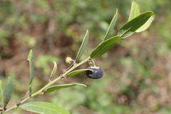 Phyllanthus reticulatus reticulatus
