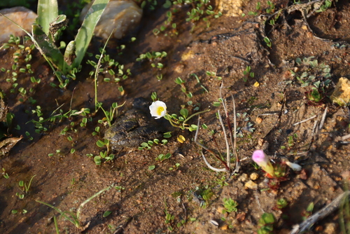 Image of Oxalis dregei by (c) Tony Rebelo, some rights reserved (CC BY-SA)