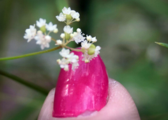 Platysace filiformis