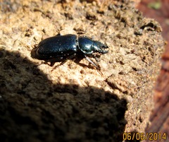 Platycerus caprea