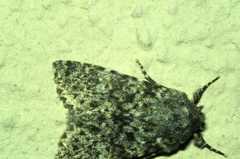 Polymixis xanthomista