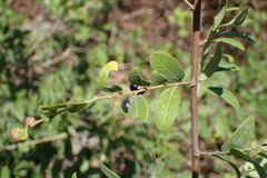 Phyllanthus reticulatus reticulatus