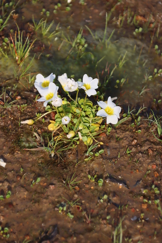Oxalis dregei (Oxalis dregei)