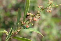 Phyllanthus reticulatus reticulatus