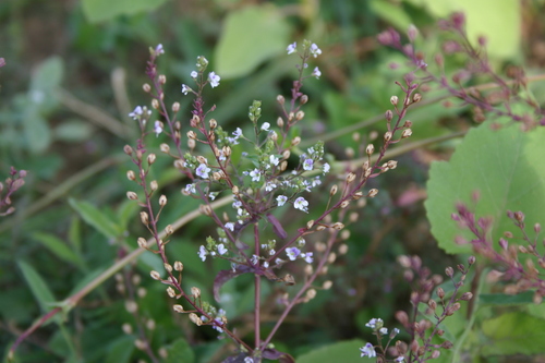 Veronika močiarna (Veronica anagalloides)