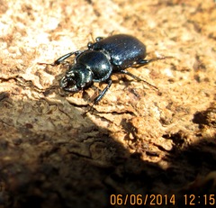 Platycerus caprea