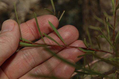 Image of Denhamia cunninghamii by (c) Greg Tasney, some rights reserved (CC BY-SA)