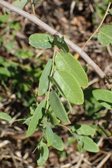 Phyllanthus reticulatus reticulatus
