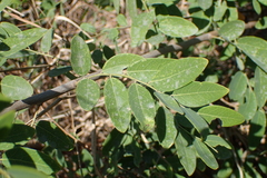 Phyllanthus reticulatus reticulatus