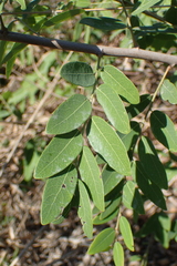 Phyllanthus reticulatus reticulatus