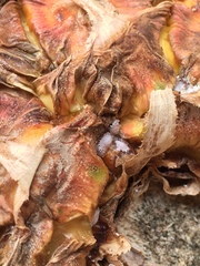 Dysmicoccus brevipes