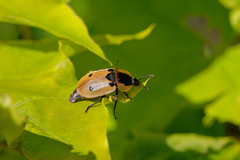 Dendroxena quadrimaculata