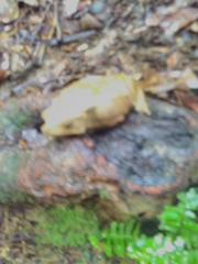 Rhinella dapsilis