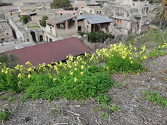 Oxalis pes-caprae