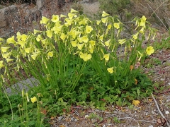 Oxalis pes-caprae