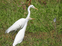 Bubulcus ibis