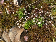 Micranthes stellaris robusta