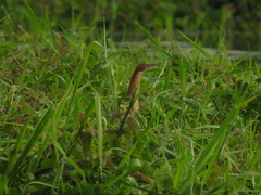 Ixobrychus cinnamomeus