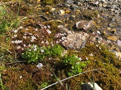 Micranthes stellaris robusta