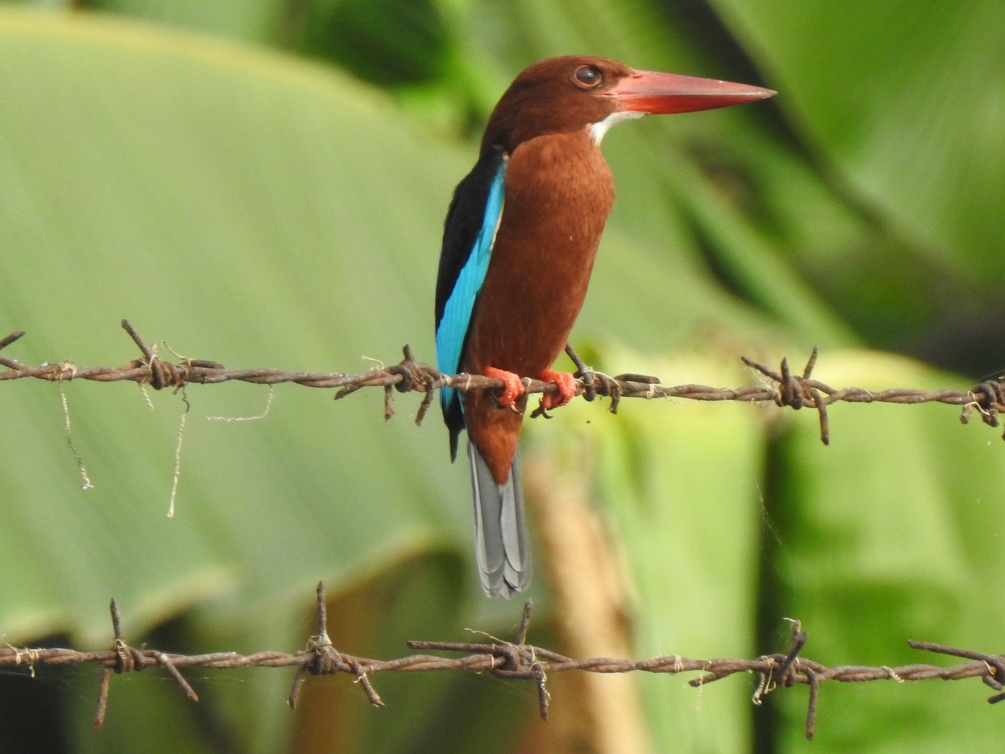 Brown-breasted Kingfisher illustration