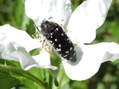 Acmaeodera ornatoides