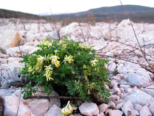 chochlačkovec biely (Pseudofumaria alba)