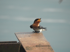 Hirundo tahitica