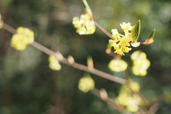 Lindera umbellata