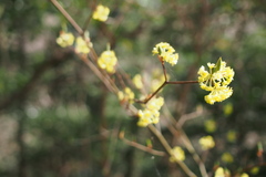 Lindera umbellata