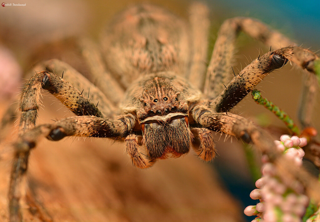 Palystinae