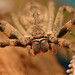 Common Rain Spider - Photo (c) Rudolph Steenkamp, some rights reserved (CC BY-NC), uploaded by Rudolph Steenkamp
