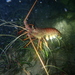 Western Rock Lobster - Photo (c) Martin, some rights reserved (CC BY-NC-SA), uploaded by Martin