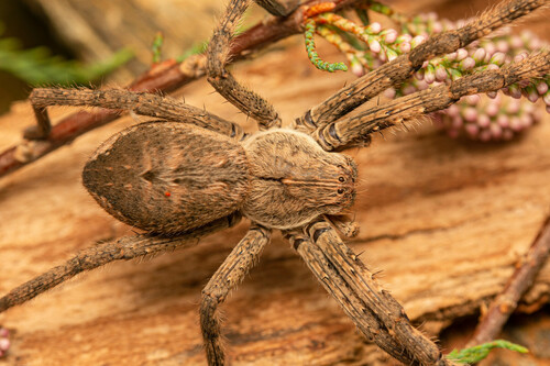 Common Rain Spider photo 4