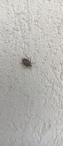 Halyomorpha halys