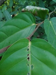 Tetrathylacium macrophyllum