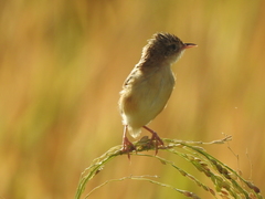 Cisticola juncidis