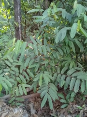 Tetrathylacium macrophyllum