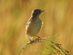 Cisticola juncidis